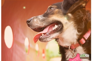 Get your Dog Park Ready for the Summer with this Limited Time Special Offer