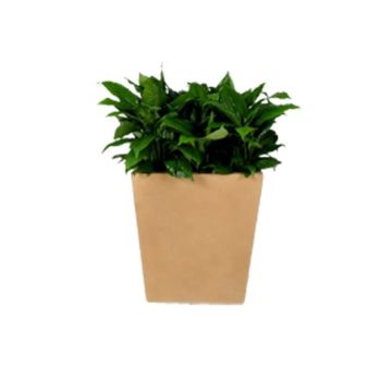 Planter-St-Louis-Square-Molded-Fiberglass-342pl390