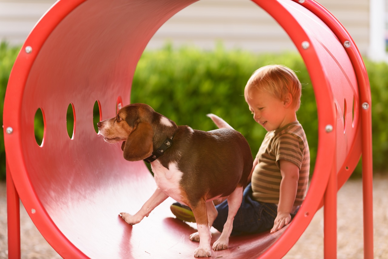 Should dogs be allowed in public parks? Pros and cons of making your park dog-friendly or adding a dog park