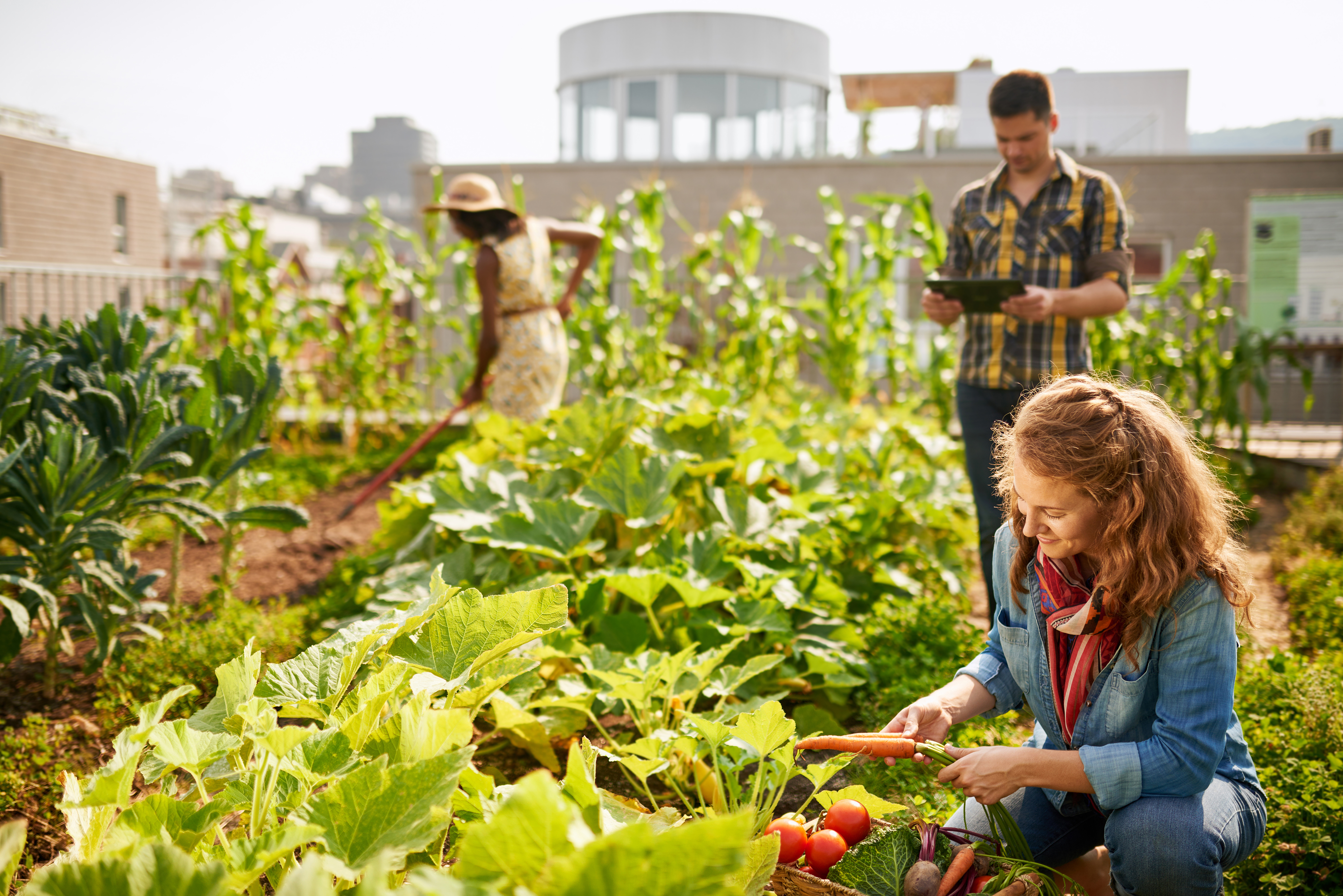 Growing a Better World: Community Gardens
