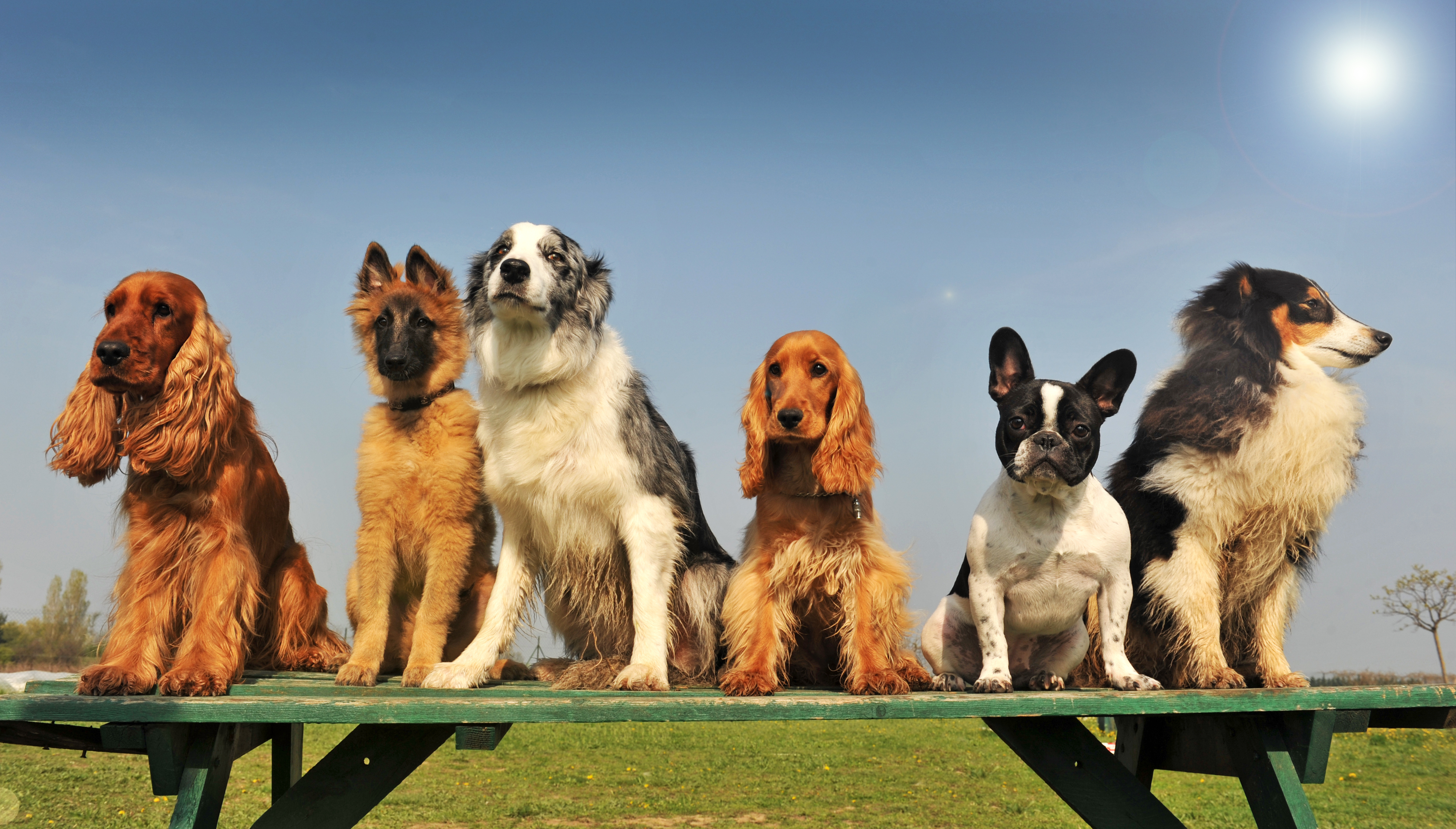 The Benefits of Having a Dog Park in Your Community