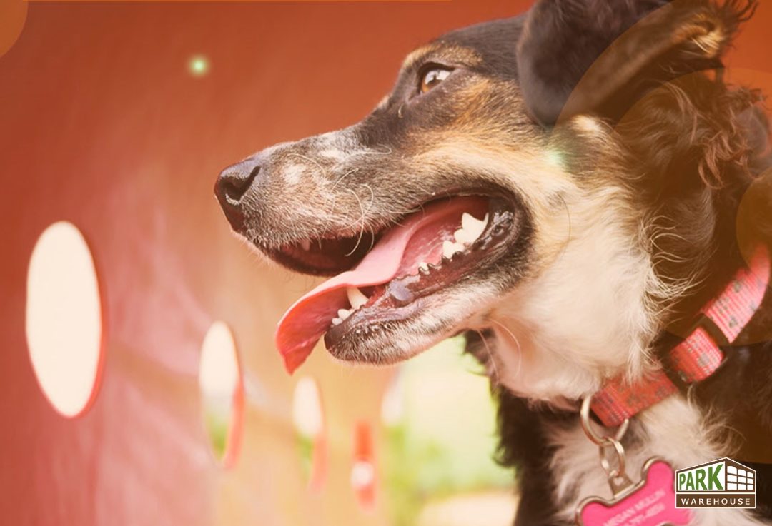 Get your Dog Park Ready for the Summer with this Limited Time Special Offer